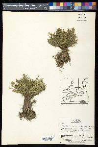 Selaginella tamariscina image