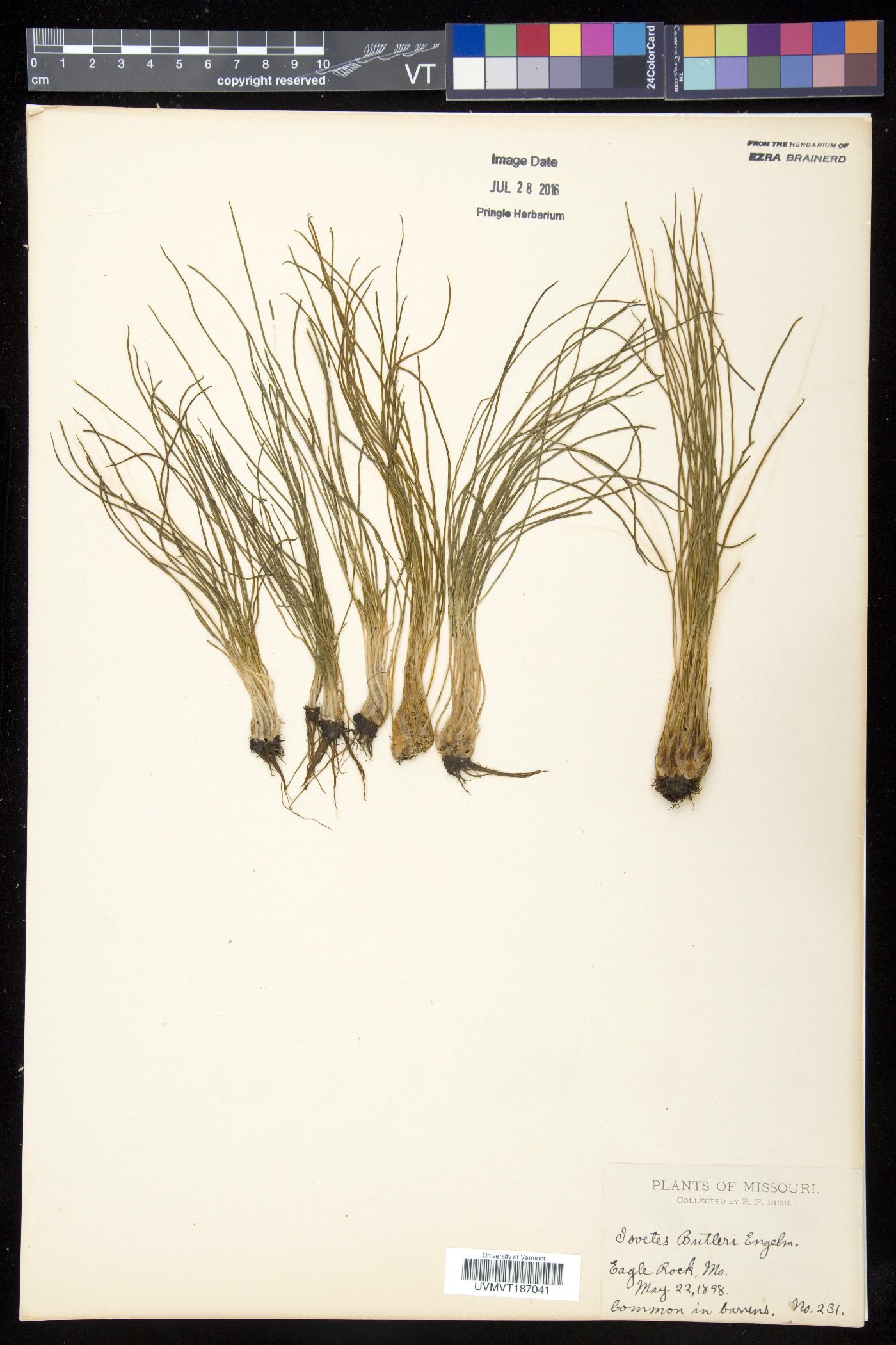 Isoëtes butleri image