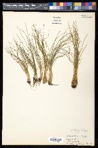 Isoëtes butleri image