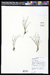 Isoëtes butleri image