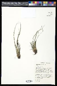 Isoëtes melanopoda image