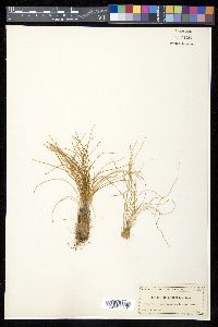 Isoëtes melanopoda image