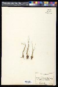 Isoëtes melanopoda image