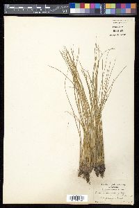 Isoëtes melanopoda image