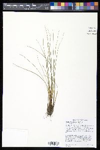 Isoëtes melanopoda image