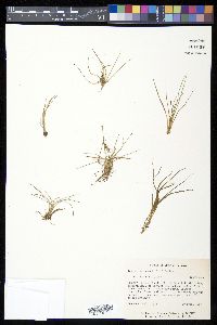 Isoëtes melanopoda image