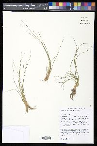 Isoëtes melanopoda image