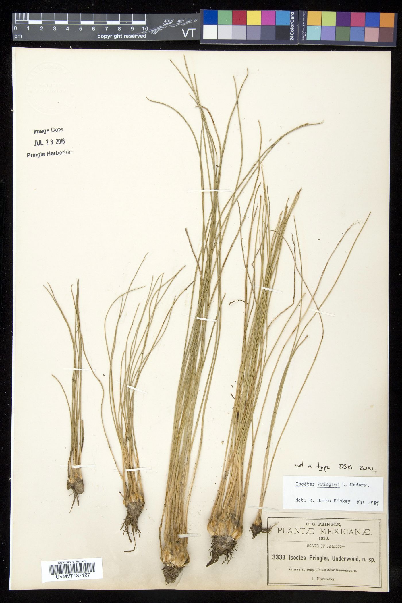 Isoëtes pringlei image