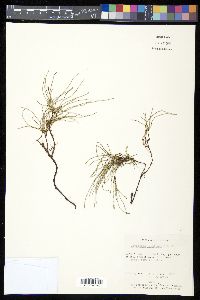 Equisetum bogotense image