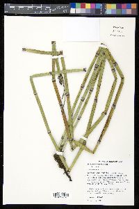 Equisetum × ferrissii image