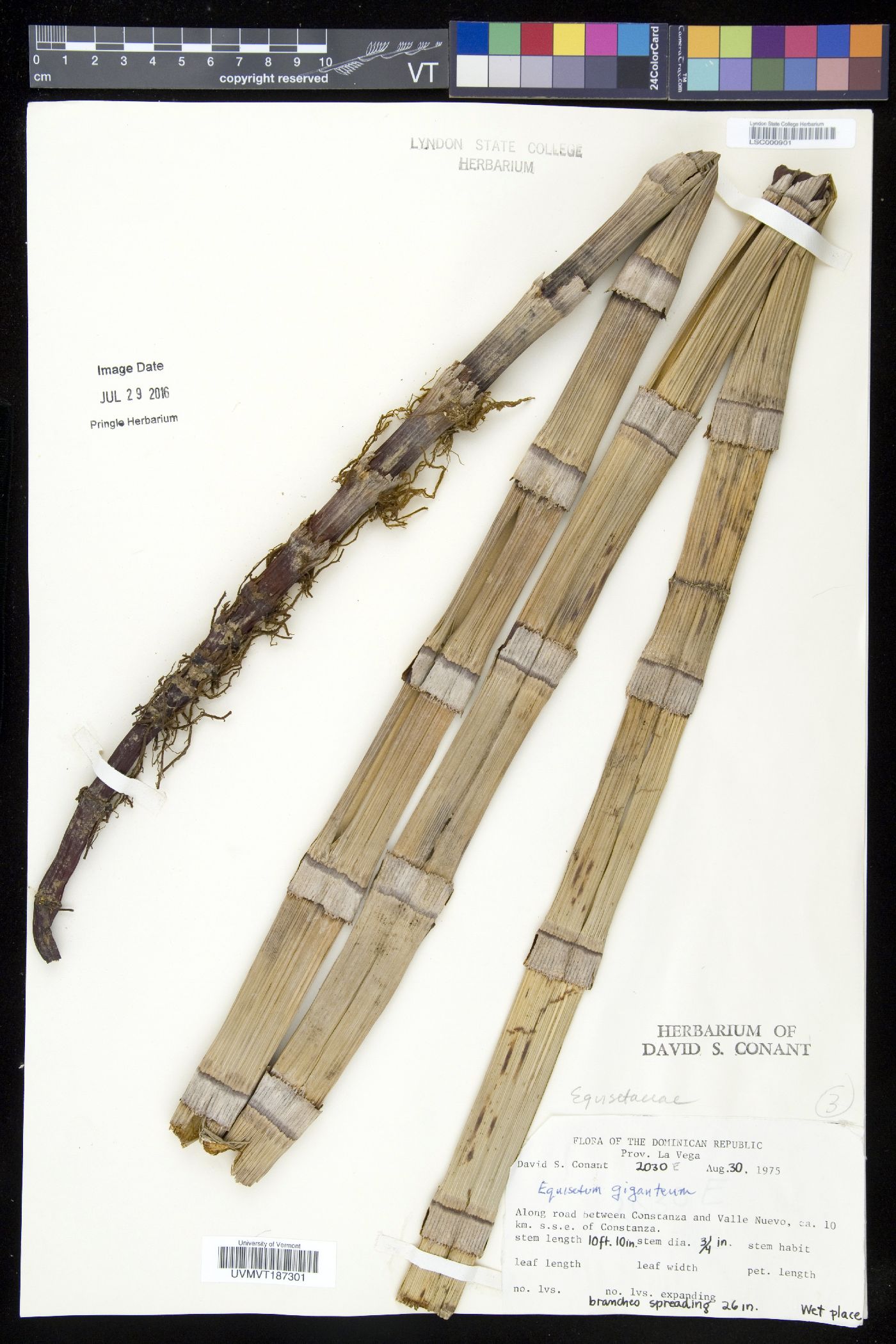 Equisetum giganteum image