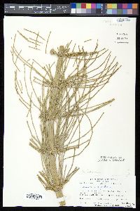 Equisetum giganteum image