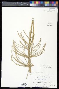 Equisetum giganteum image
