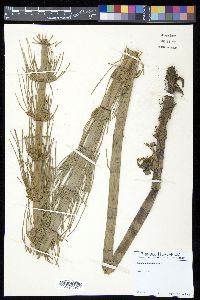 Equisetum giganteum image