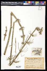 Equisetum myriochaetum image