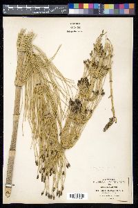 Equisetum myriochaetum image