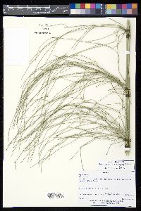 Equisetum myriochaetum image