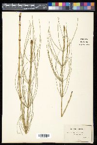 Equisetum palustre image