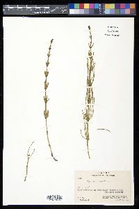 Equisetum palustre image