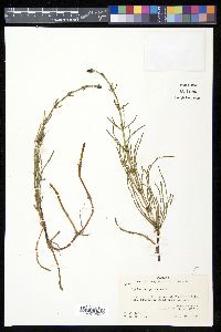 Equisetum palustre image