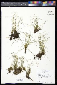 Equisetum scirpoides image