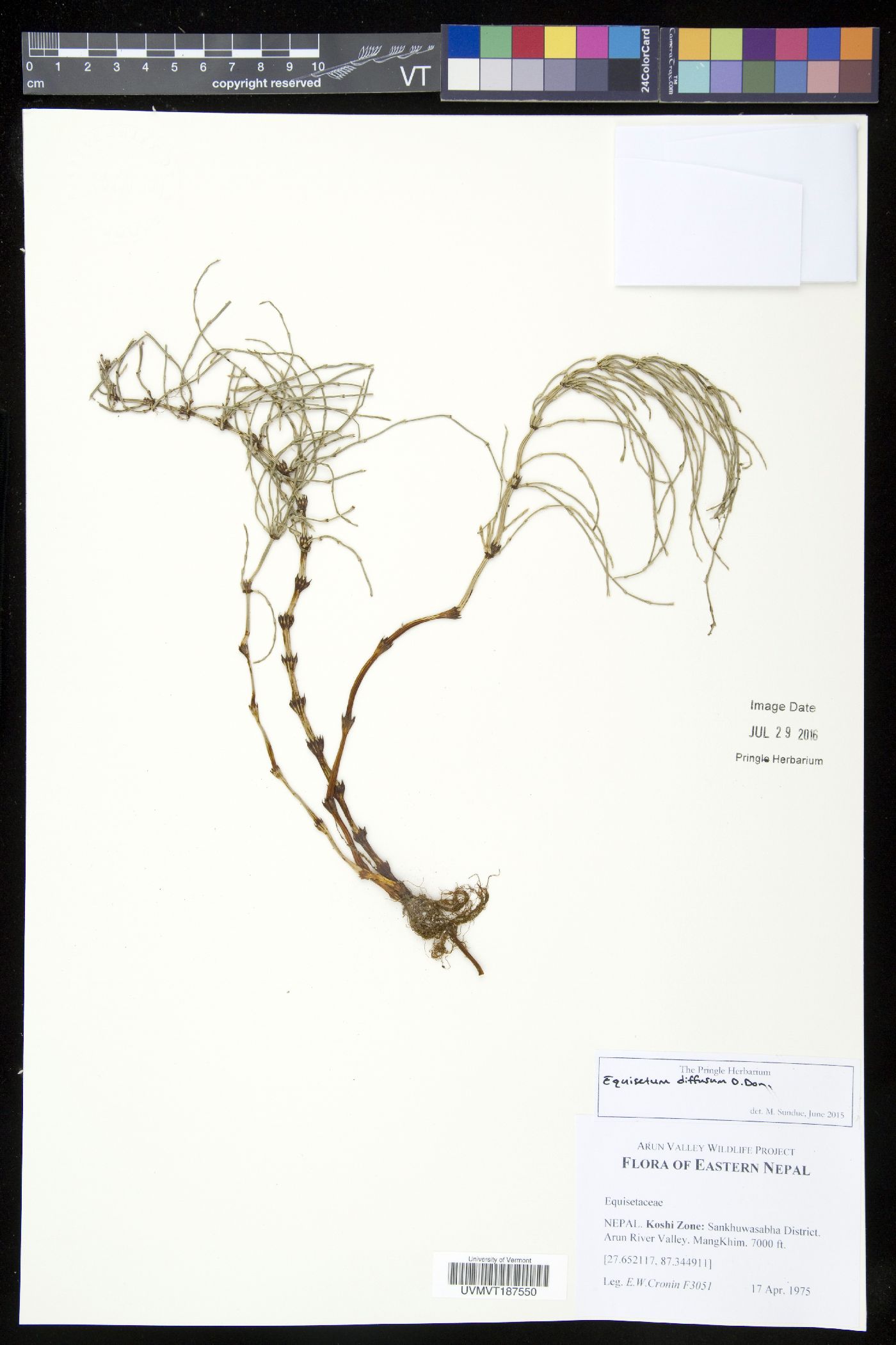 Equisetum arvense subsp. diffusum image
