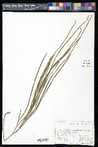 Psilotum complanatum image