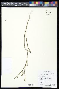 Psilotum complanatum image