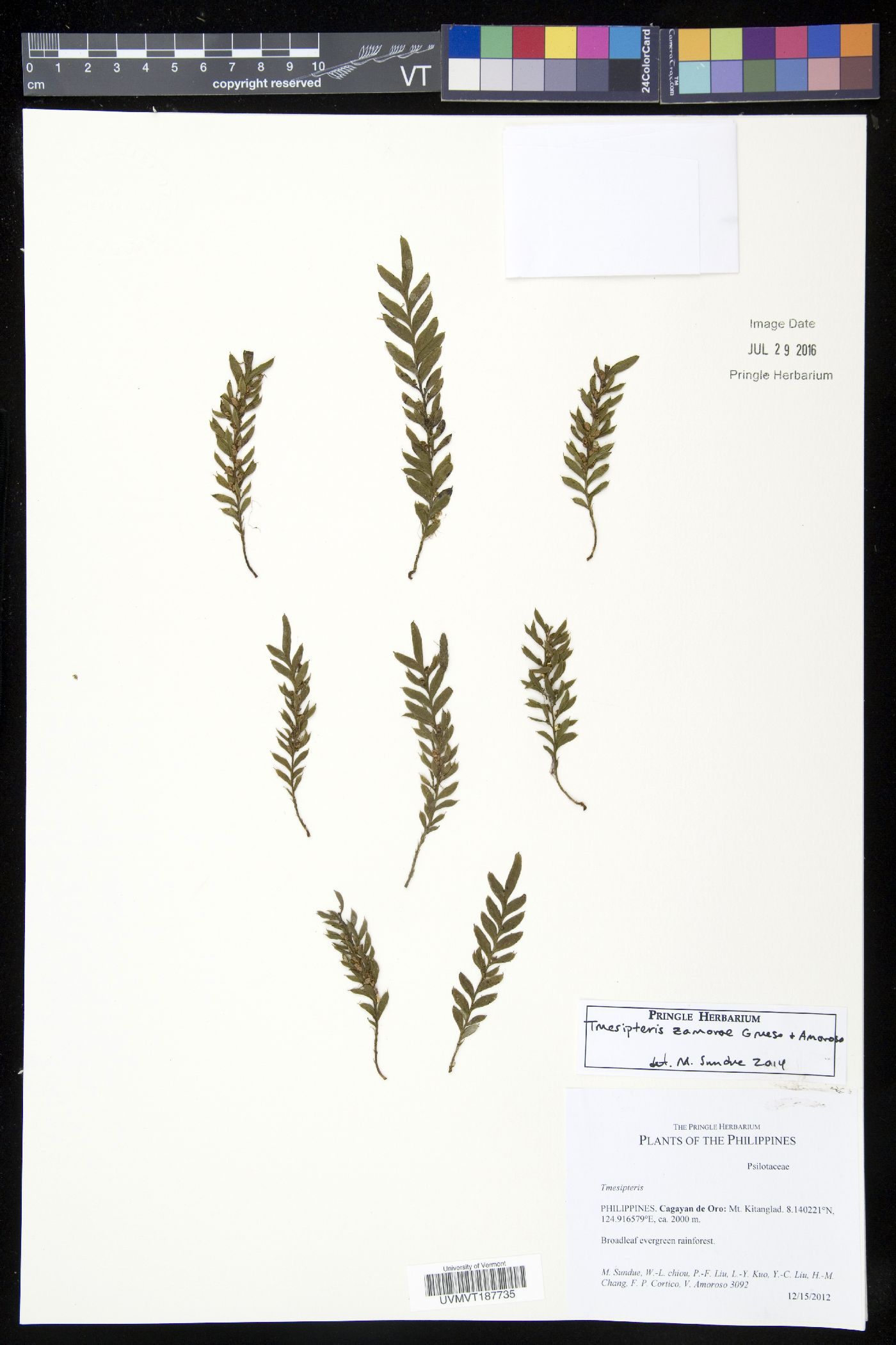 Tmesipteris zamorarum image