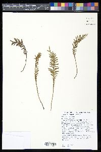 Tmesipteris truncata image