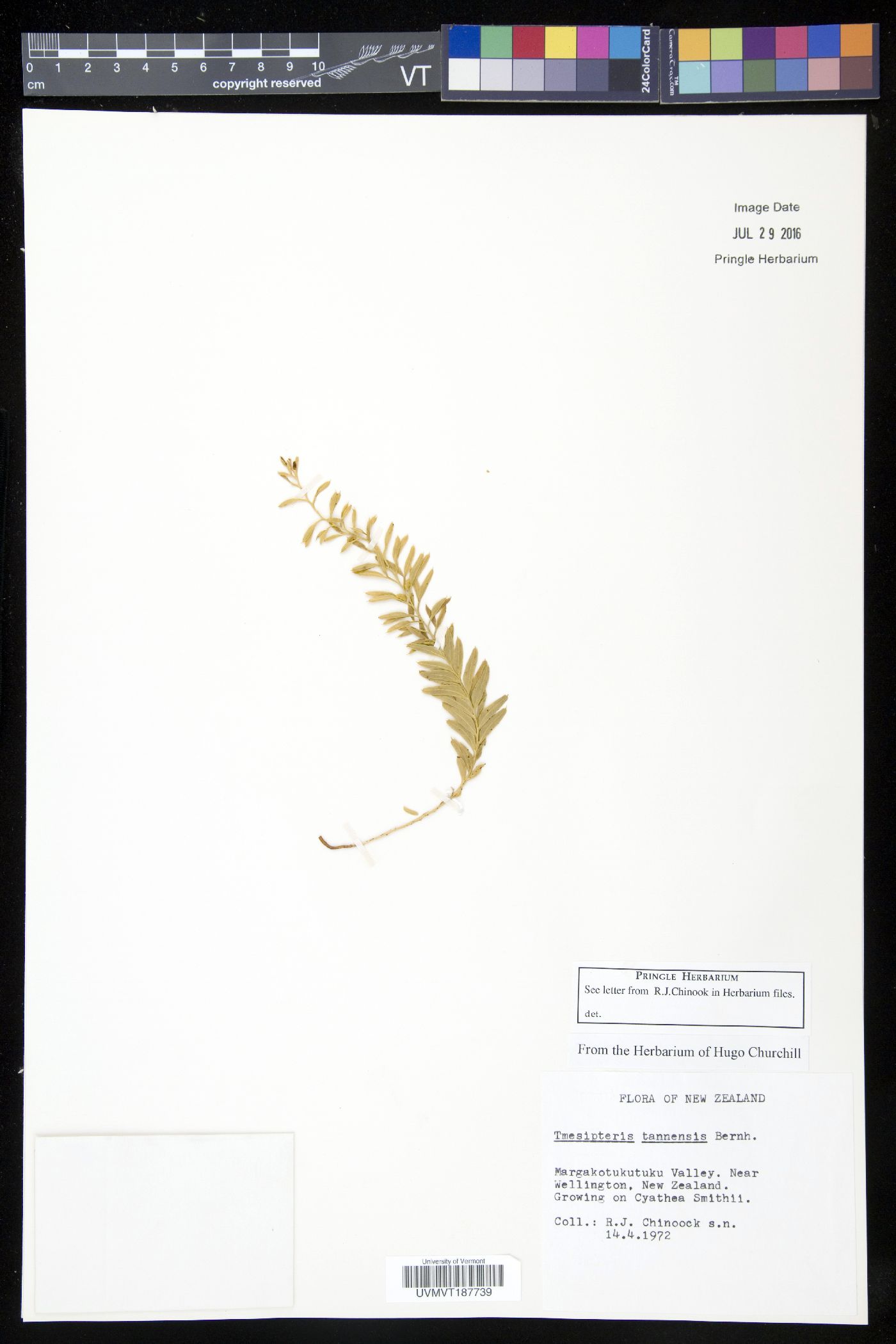 Tmesipteris tannensis image