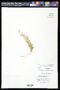 Tmesipteris tannensis image