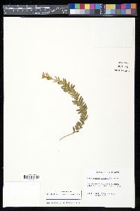 Tmesipteris tannensis image