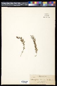 Tmesipteris tannensis image