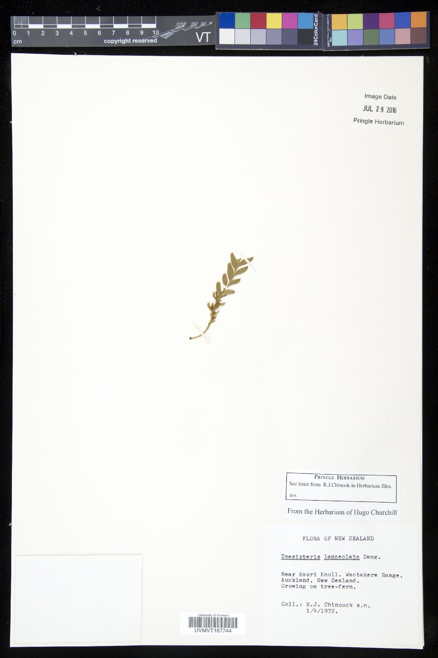 Tmesipteris lanceolata image