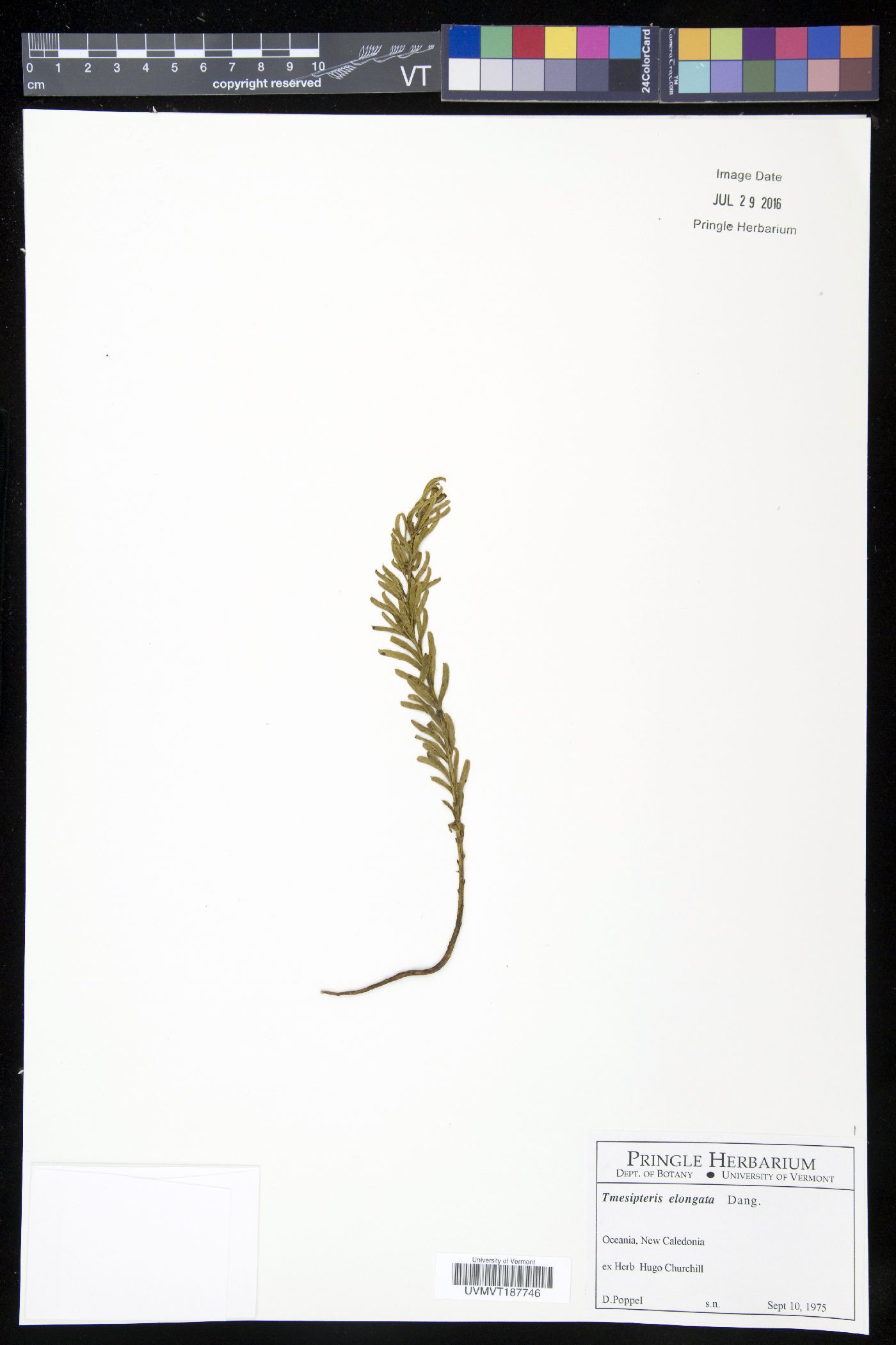 Tmesipteris elongata image