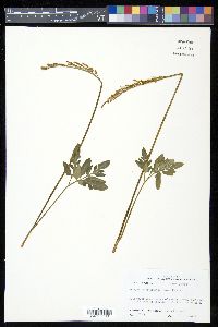 Sceptridium biternatum image