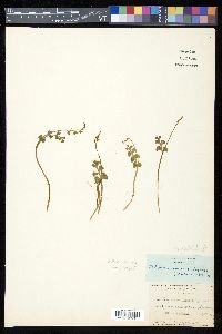 Botrychium lunaria image