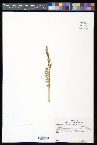 Botrychium lunaria image