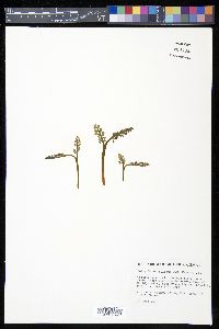 Botrychium pallidum image