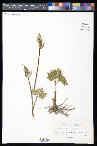 Sceptridium multifidum image