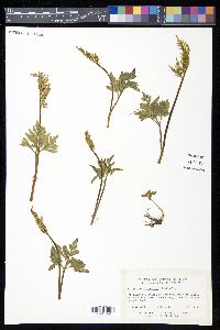 Sceptridium multifidum image