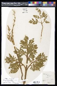 Sceptridium multifidum image