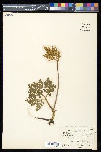 Sceptridium multifidum image