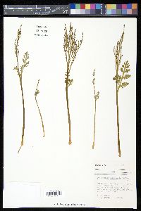 Botrychium matricariifolium image