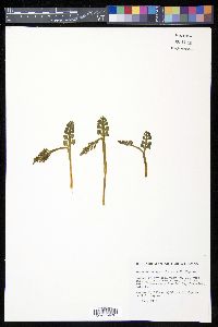 Botrychium spathulatum image