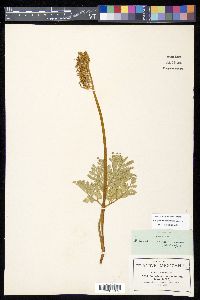 Botrychium schaffneri image