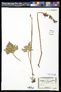 Botrychium schaffneri image