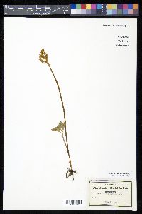 Botrychium schaffneri image