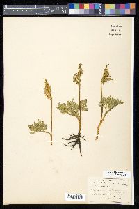 Botrychium schaffneri image